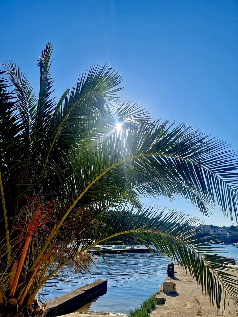 Palme und Hafen auf Rab